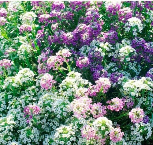 Alyssum magic circle - alyssum,